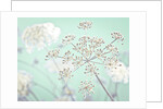 Cow parsley flower by Assaf Frank